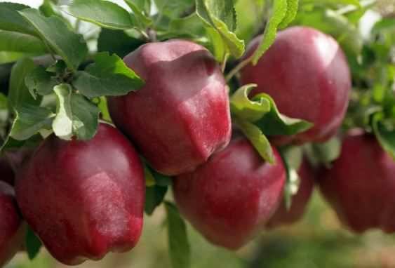 Казахстан не относится к странам с дешевыми яблоками
