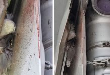 Жолаушылар ұшағы қонатын кезде шассиіне құс кіріп кетті